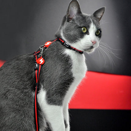 Dashi Stripes Red & Black Cat Harness + Leash - harness and leash for cats, set, red and black stripes