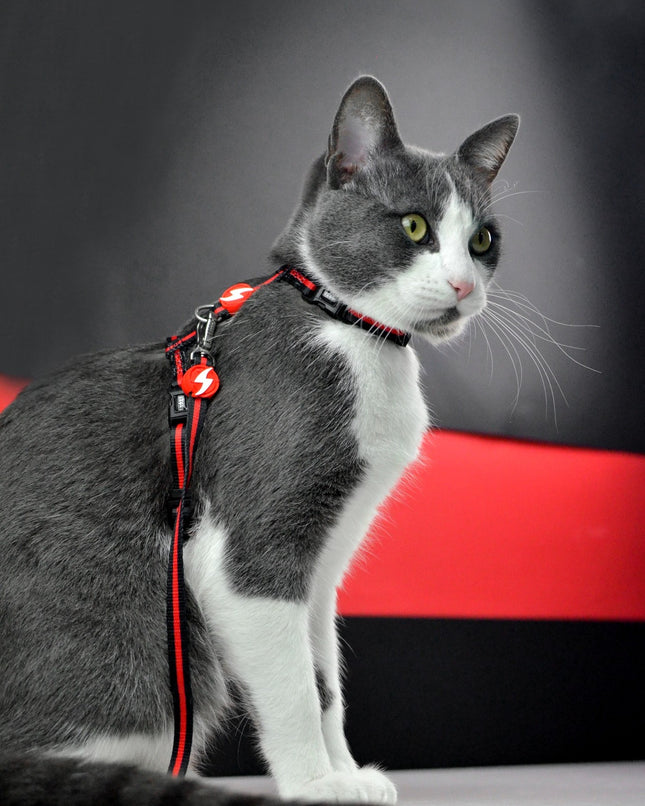 Dashi Stripes Red & Black Cat Harness + Leash - harness and leash for cats, set, red and black stripes