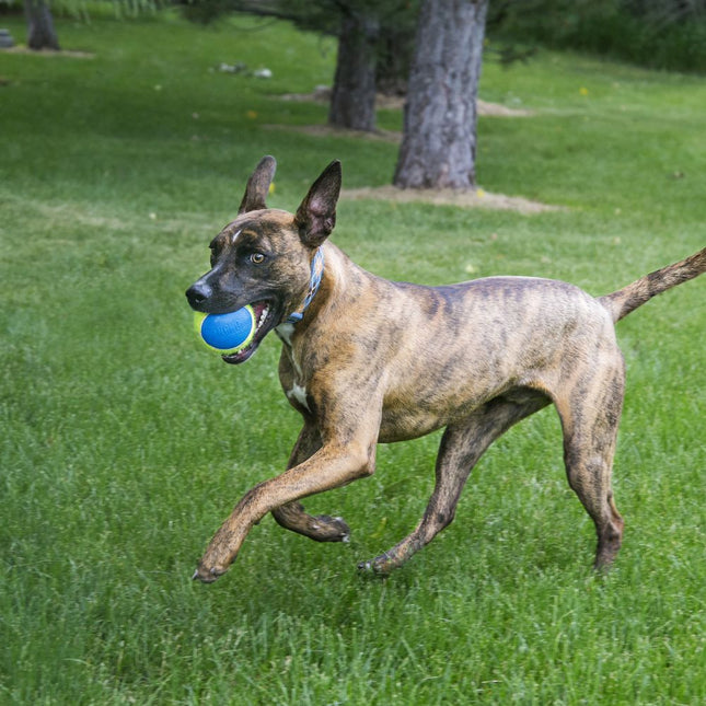 KONG Ultra SqueakAir Ball L (8cm) 2pcs - reinforced tennis ball for dogs, fetch toy with squeaker