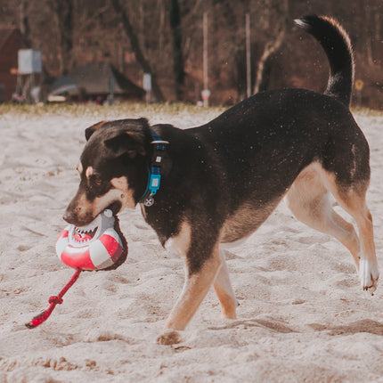 Max&Molly Frenzy The Shark - dog toy, multifunctional shark with a squeaker