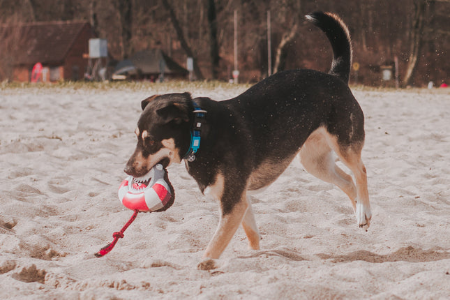 Max&Molly Frenzy The Shark - dog toy, multifunctional shark with a squeaker