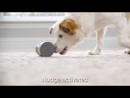 PetSafe Kibble Chase Roaming Treat Dispenser - interactive treat toy for dogs, roaming roller