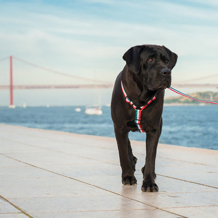 Dashi Stripes Green & Red Back Harness - adjustable guard harness for dogs, green and red stripes