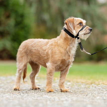 PetSafe Easy Walk Headcollar - headcollar for dogs, harness, and leash