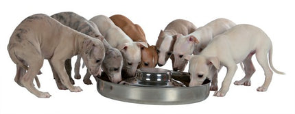 Show Tech puppy bowl for feeding