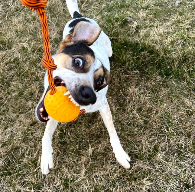 Kiwi Walker Let's Play Egg - dog toy, egg on a string