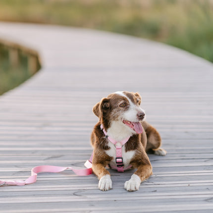 Dashi Solid Back Harness Baby Pink - adjustable guard harness for dogs, light pink