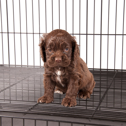 Show Tech Puppy Play Pen Small - double adjustable bottom puppy crate