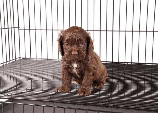 Show Tech Puppy Play Pen Small - double adjustable bottom puppy crate