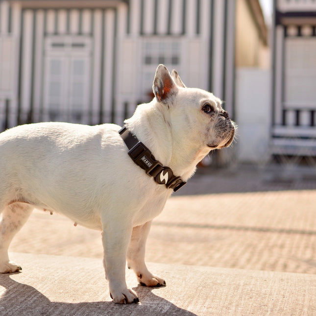 Dashi Colorflex Collar - waterproof collar for dogs