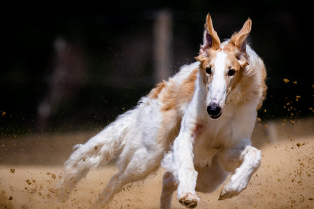 Banner image for: Sports un veiklība