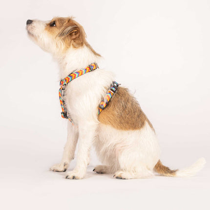 Max & Molly GOTCHA! Smart ID Summertime Collar - collar with smart tag pendant for dogs